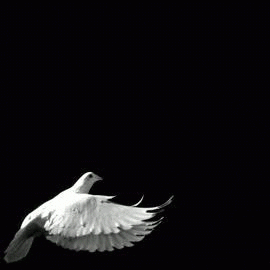 white GIF