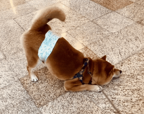 giphy.gif
