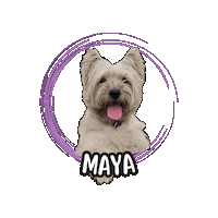 Cairn Terrier Maya Sticker by Asilo per cani Dog'sMind