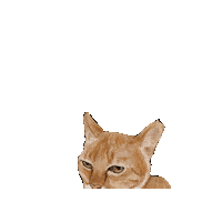 dkpmarts unimpressed not impressed ginger cat o rly Sticker