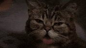 lil bub yes GIF by Internet Cat Video Festival
