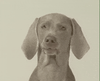 William Wegman Dog GIF by Jason Clarke