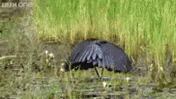 dance bird GIF by Cheezburger