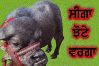Sidhu Moosewala GIF