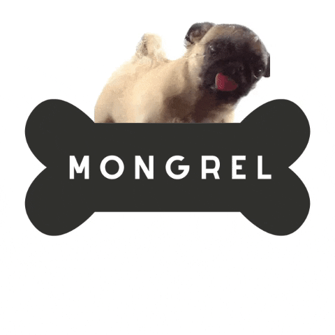 mongrel_london dog pug dog lick mongrel GIF