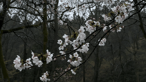 Cherry Blossom Flowers GIF
