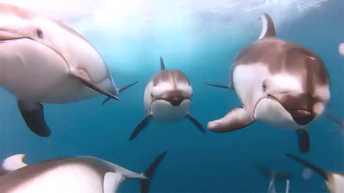 dolphin swimming GIF
