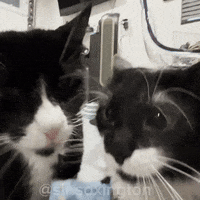 Cat Licking GIF