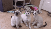 Best Friends Reaction GIF by Best Friends Animal Society