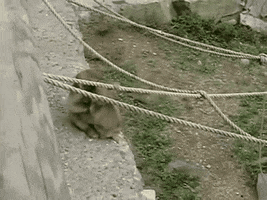 friends monkey GIF by Giffffr