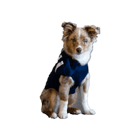 ottershockey ohl erie otters otters hockey erie otters hockey Sticker