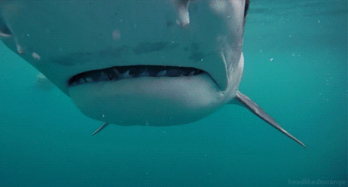 shark week GIF