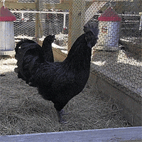 Chicken GIF by jOnNy'S wOrLd