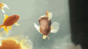 fish conan obrien GIF by Team Coco