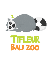 Sleepy Ring Tailed Lemur Sticker by Bali Zoo