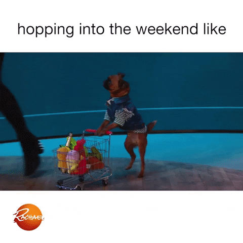 rachaelrayshow funny cute dog food GIF