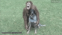 Dog Hug GIF