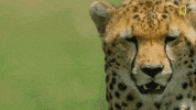 nat geo hostile planet GIF by National Geographic Channel