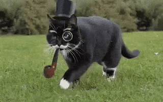 cat gentleman GIF