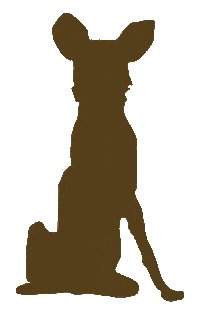 Zambiancarnivores animals lion wildlife leopard Sticker