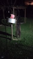 Black Bear With Need for Seed Attacks Ohio Bird Feeder