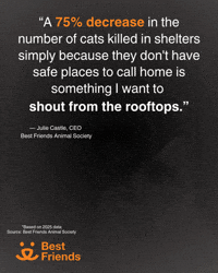 Cat Adopt GIF by Best Friends Animal Society