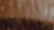 GIF by Coral Garvey