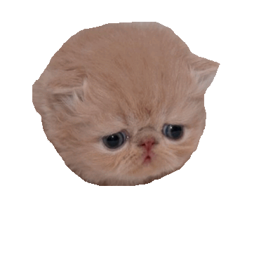kitty STICKER by imoji
