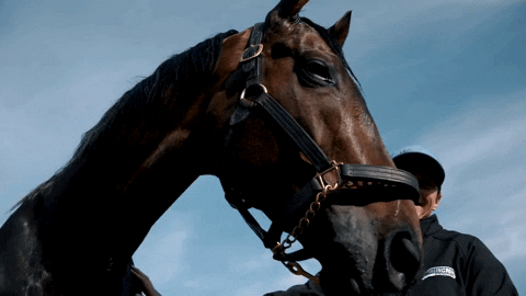 iamhorseracing giphygifmaker horse training race GIF