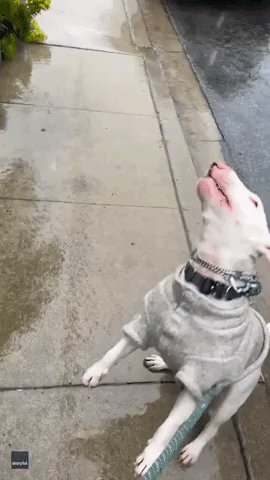 Excited Pup Experiences His First Ever Rain Shower