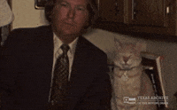 Home Movie Cat GIF by Texas Archive of the Moving Image
