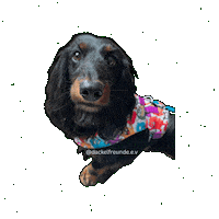 Wiener Dog Sticker by dackelfreunde