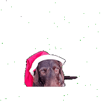 dackelfreunde dog christmas weihnachten dachshund Sticker