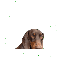 Wiener Dog Sticker by dackelfreunde