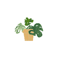 Monstera Deliciosa Sticker