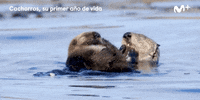GIF by Movistar+