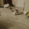 laser pointer GIF