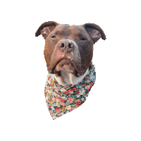 Pitbull Pit Sticker by Geekster Pets