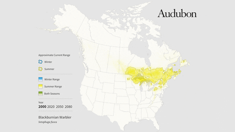 blackburnian warbler GIF by audubon