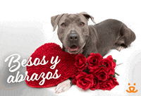 Save Them All I Love You GIF by Best Friends Animal Society