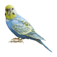 party parakeet Sticker