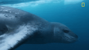 nat geo hostile planet GIF by National Geographic Channel