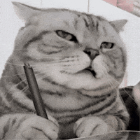 Sleepy Cat GIF