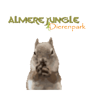 AlmereJungle giphyupload jungle squirel eekhoorn Sticker