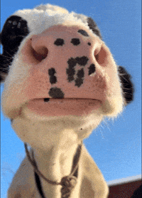 What You Want Cow GIF