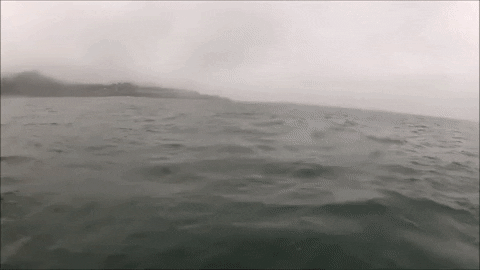 rogeremigh giphygifmaker GIF