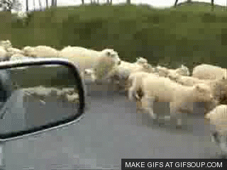sheep GIF