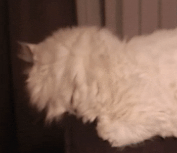 White Cat GIF