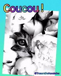 Kitty Wow GIF by TresorsDuMonde.ca
