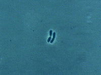 mitosis science gif GIF